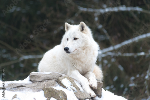 Loup blanc 2/10 photo