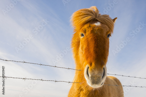 nice Icelandic horse on a sunny day with a clear blue sky