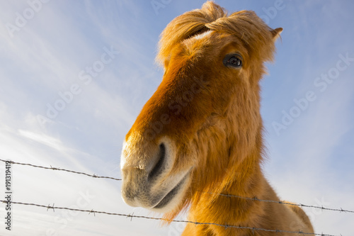 nice Icelandic horse on a sunny day with a clear blue sky