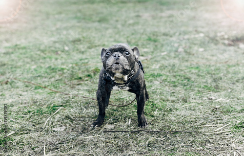  portrait of a French bulldog on a green background. © velimir