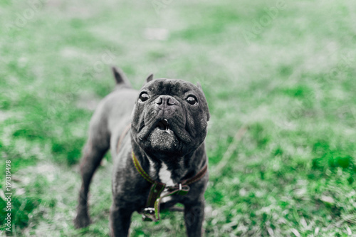 French bulldog on the green lawn. © velimir