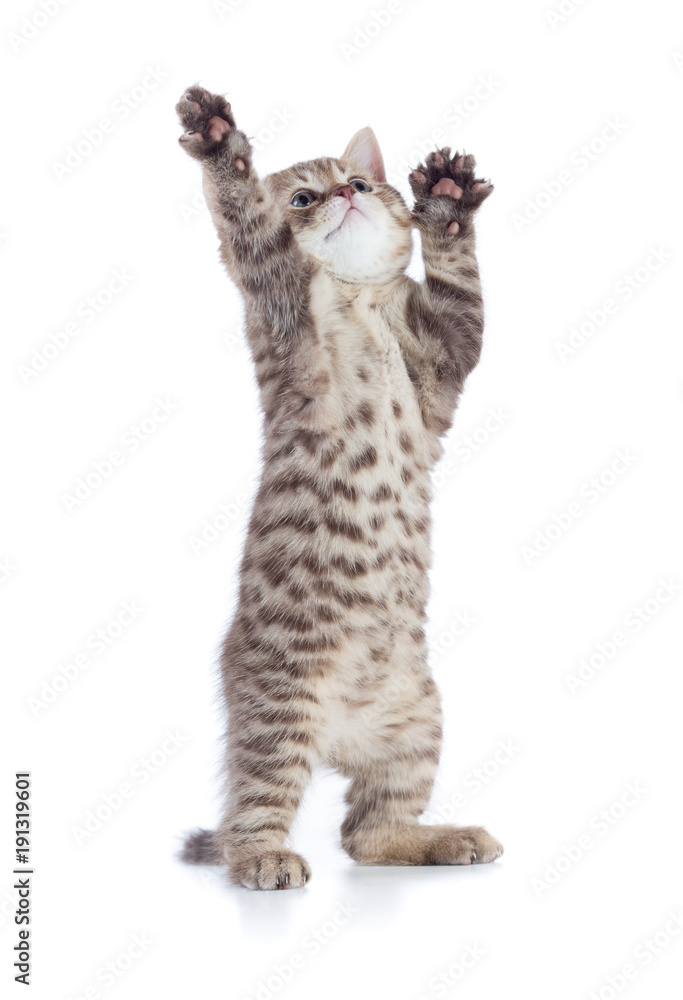 Obraz premium kot śmieszne kot stojący z podniesionymi łapami na białym tle
