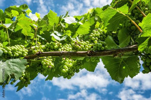 beautiful green natural vineyard with grapevines in front of blue sky