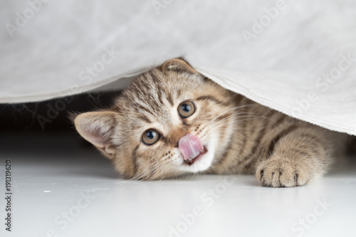 Fototapeta Naklejka Na Ścianę i Meble -  funny young cat looking from under curtain and licking itself