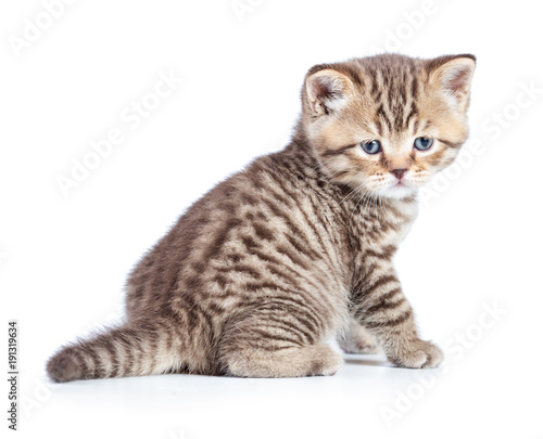 Sitting kitten cat isolated and looking directly to camera