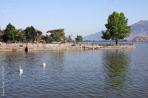 Wallpaper Mural swans swim on the lake Ioannina Greece Torontodigital.ca