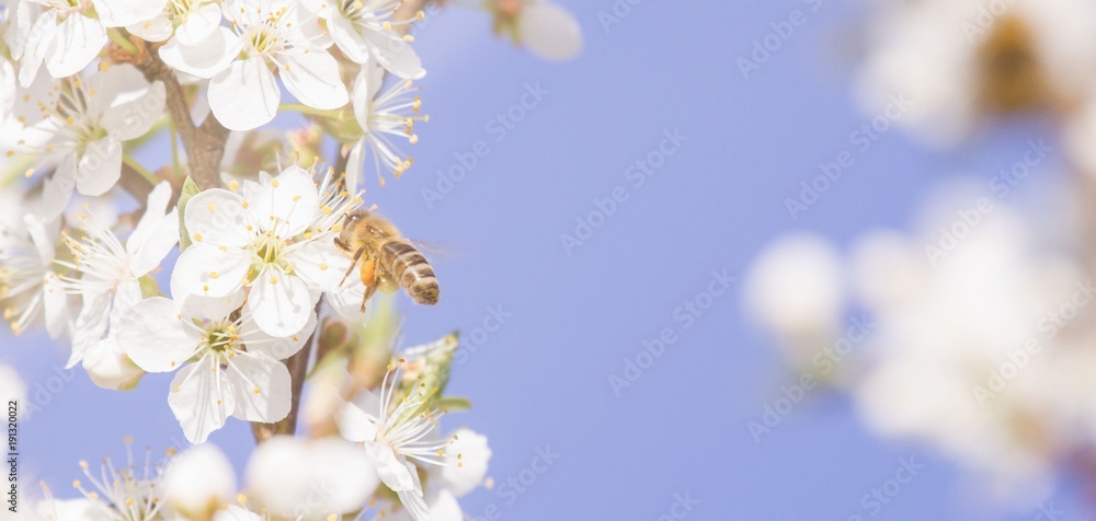 Biene beim Nektar sammeln im Frühling
