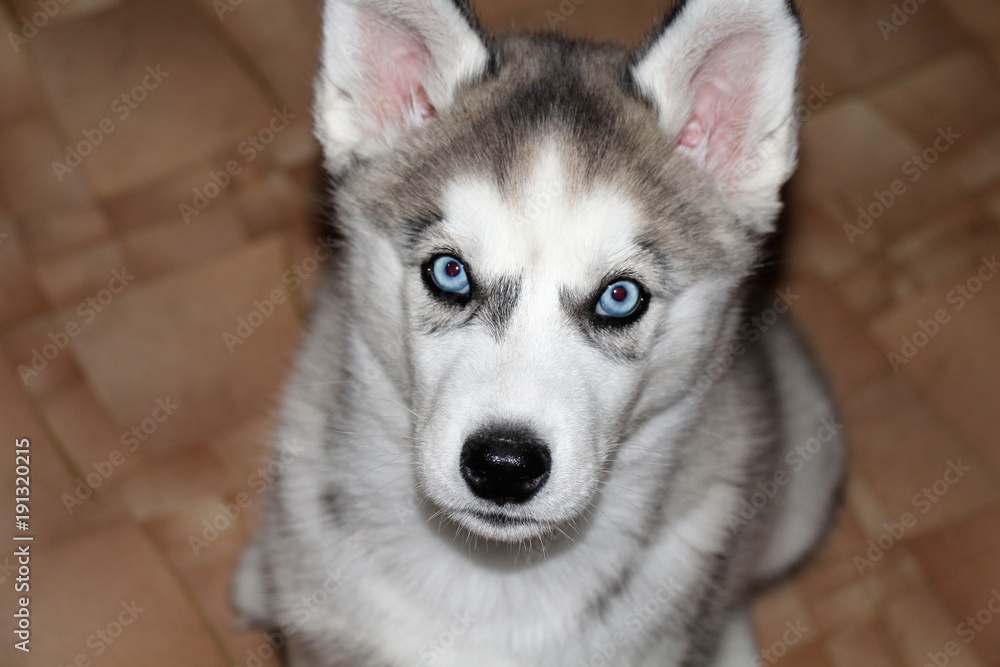 Puppy. A grown-up Siberian Husky breed puppy. Lovely, beautiful dog with blue eyes. Puppy. A grown-up Siberian Husky breed puppy. Lovely, beautiful dog with blue eyes.