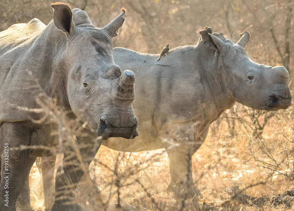 Breitmaul-Nashorn-Mutter mit Kalb im Sonnenlicht / White rhino mother with calf in the sun light Breitmaul-Nashorn-Mutter mit Kalb im Sonnenlicht / White rhino mother with calf in the sun light