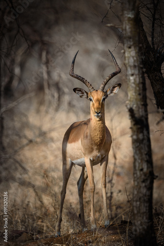 Impala Antilope Bock mit mächtigen Hörnern schaut frontal in die Kamera