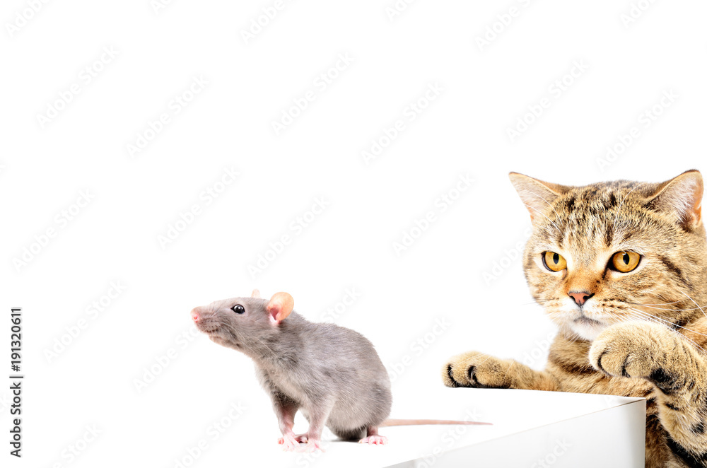 Cat Scottish Straight hunts gray rat, isolated on white background Cat Scottish Straight hunts gray rat, isolated on white background