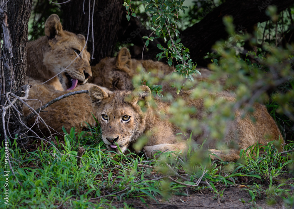 Obraz premium Junger Löwe streckt die Zunge raus / Young lion cub showing its tongue (Panthera leo)