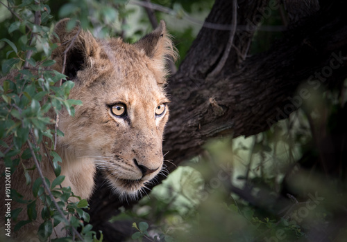 Seitliches Portrait eines jungen Löwen mit intensiven Augen / Portrait of a lion cub with intense eyes (Panthera leo)