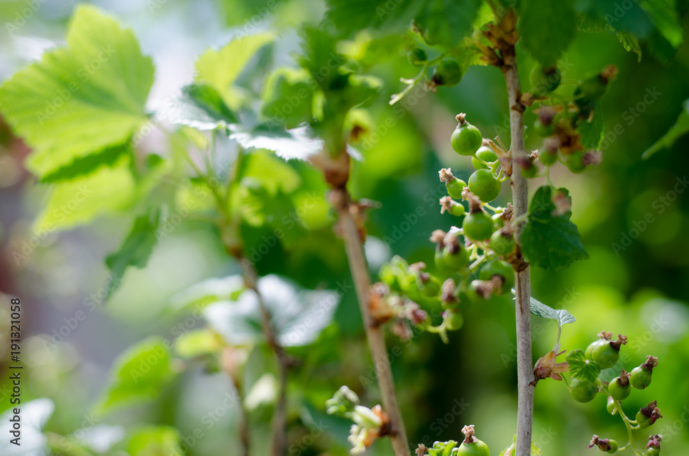 unripe green blackcurrant berries unripe green blackcurrant berries