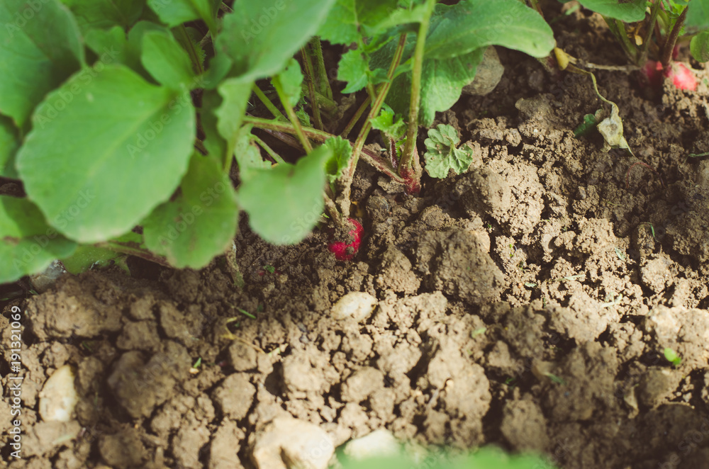 fresh radish in garden fresh radish in garden