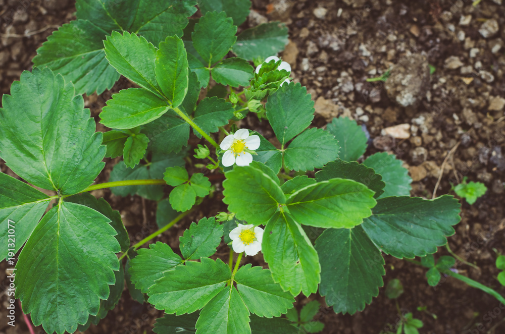 flowers of strawberry flowers of strawberry