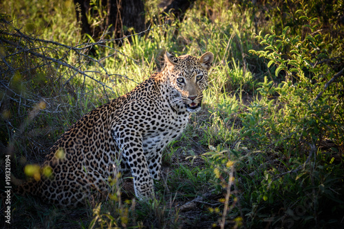 Junger m  nnlicher Leopard  Panthera pardus   sitzend unter einem Busch mit Blick in die Kamera   Kruger National Park S  dafrika 