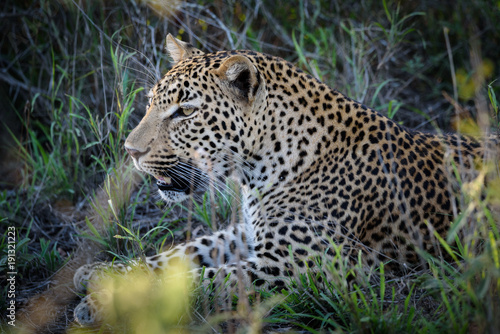 Portrat eines jungen m  nnlichen Leoparden  Pantherea pardus  