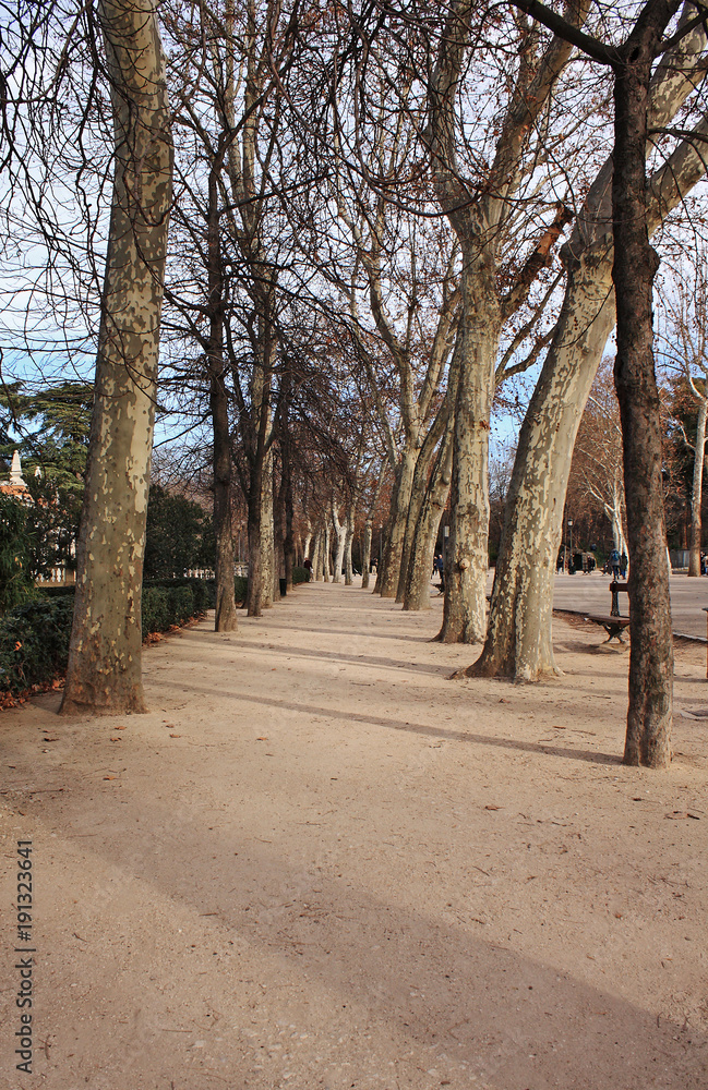 Road in the park, in winter