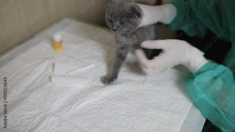 The nurse in the veterinary clinic calms the kitten before treatment