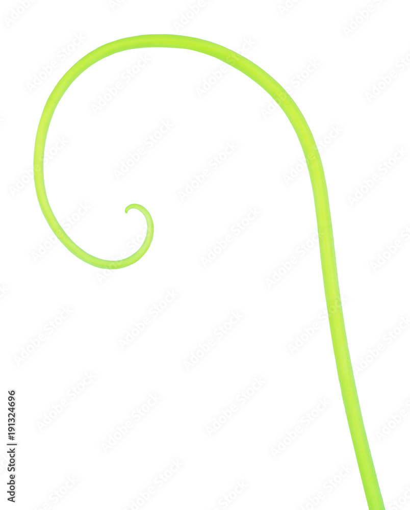 Cucumber creeping stem isolated on a white. Cucumber creeping stem isolated on a white.