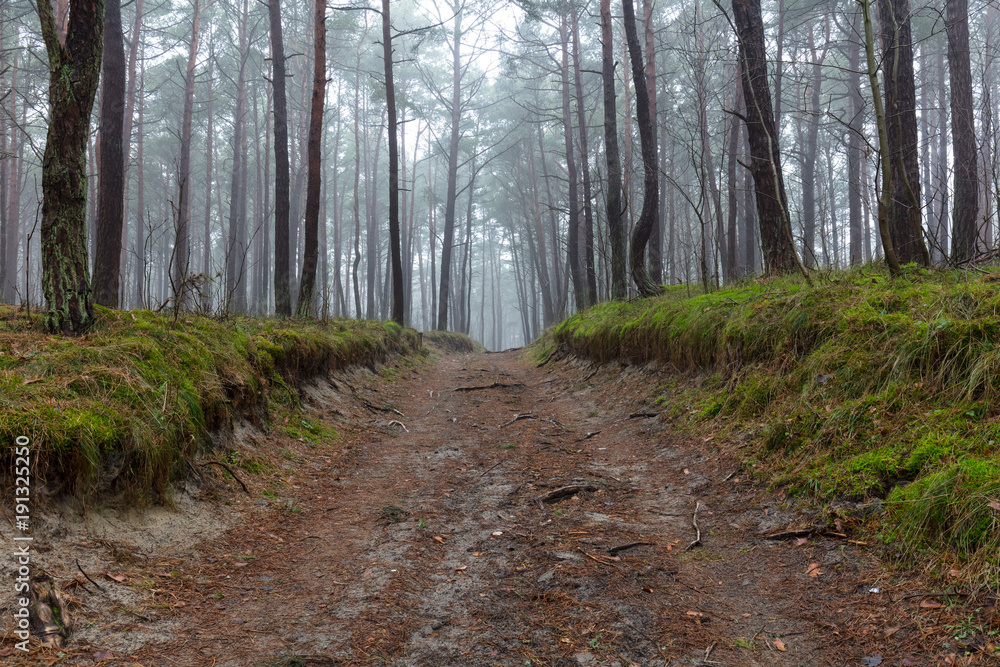 Obraz premium Gęsta mgła w lesie w Polsce