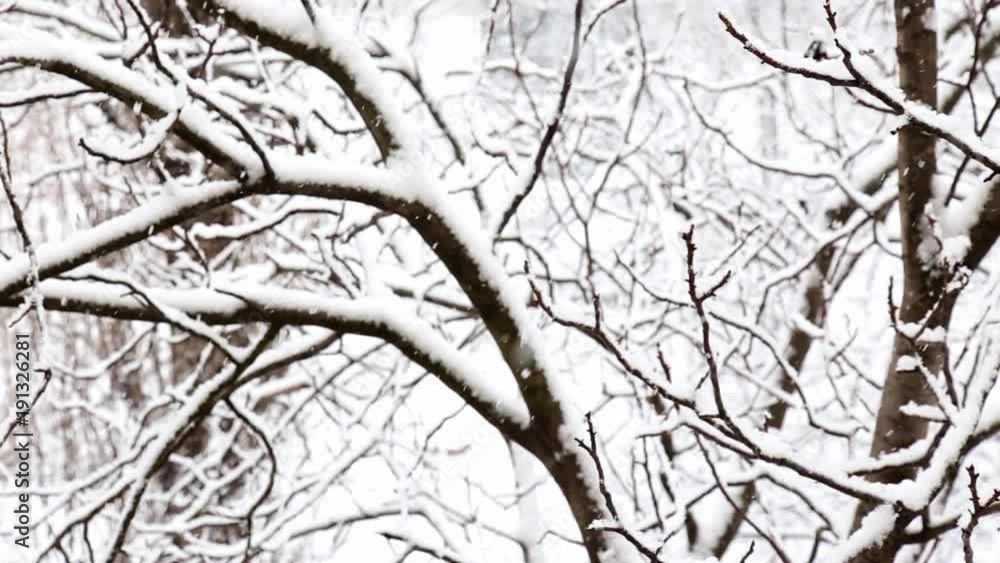 Falling snow in a winter park with snow covered trees. Falling snow in a winter park with snow covered trees.