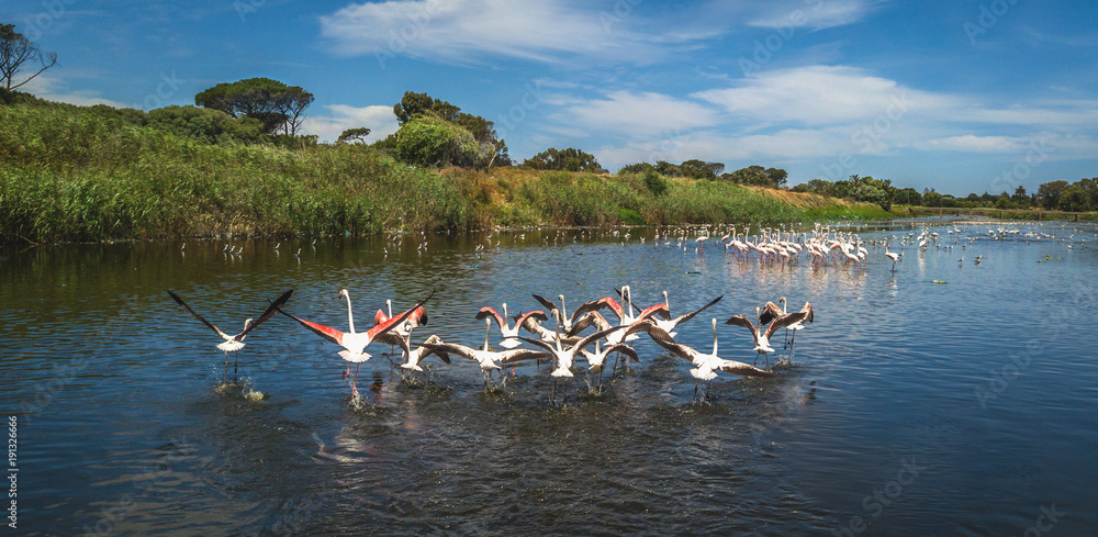 Flamingos and other waterbirds share space on on the Black River. Cape Town, South Africa.