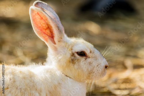  White rabbit in farm