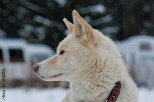 Portrait of husky dog outdoor
