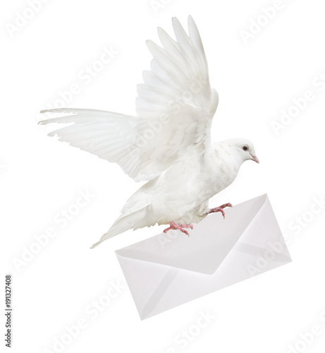 isolated dove carrying large envelope