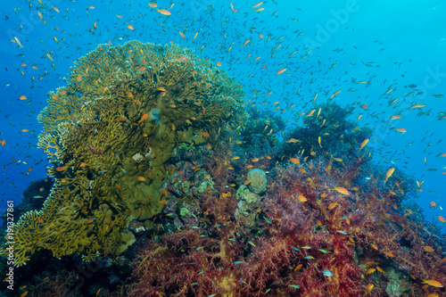 Fototapeta Naklejka Na Ścianę i Meble -  Lebendiges Korallenriff