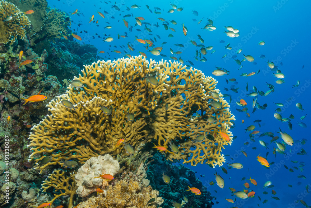 Naklejka premium Ognisty koral na rafie