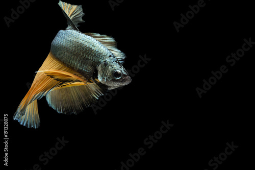 Fototapeta Naklejka Na Ścianę i Meble -  Betta fish, siamese fighting fish, betta splendens (Halfmoon fancy betta ),isolated on black background.