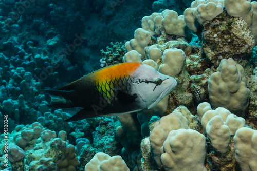 Prachtlippfisch am Korallenriff