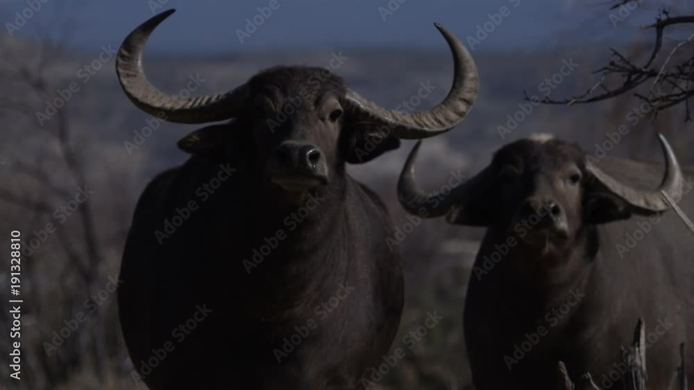 Water buffalo two animals looking at the camera Water buffalo two animals looking at the camera