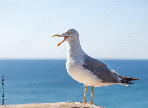 Seagull standing against blue sky