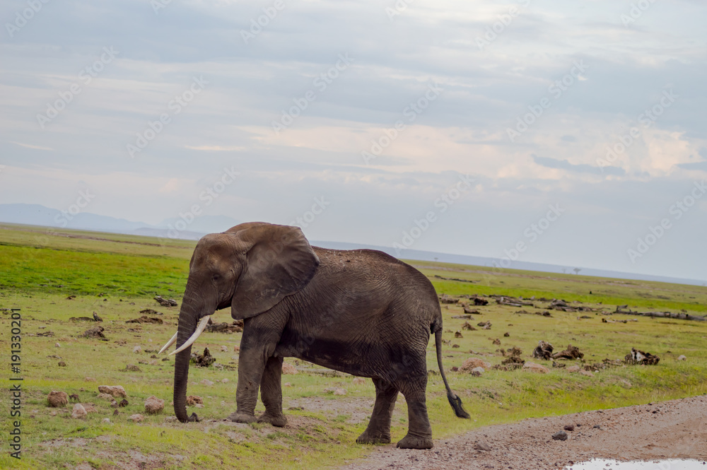 Obraz premium Huge elephant isolated on the trail in the savannah of Amboseli Park in Kenya