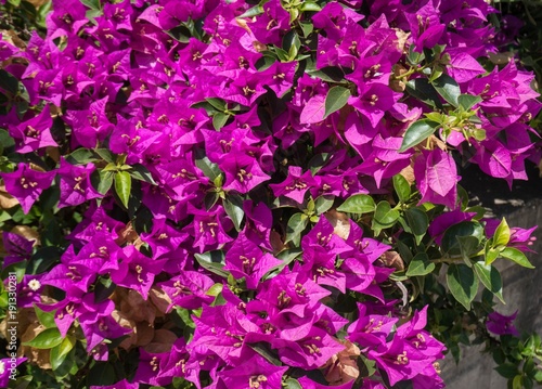 Bush with violet flowers