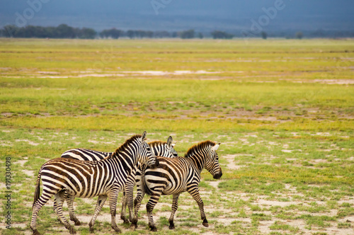 Several zebras grazing in the savannah of Amboseli Park in Kenya