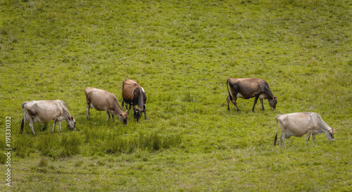Cows spend the day lazily grazing in the meadow.