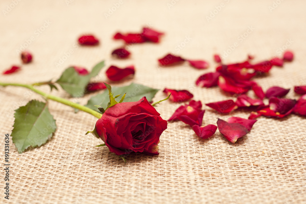 róża i płatki na płótnie