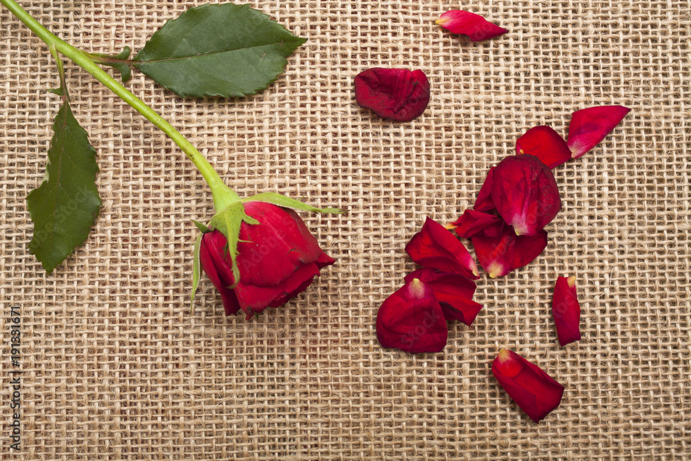 czerwona róża na płótnie splot - obrazy, fototapety, plakaty 