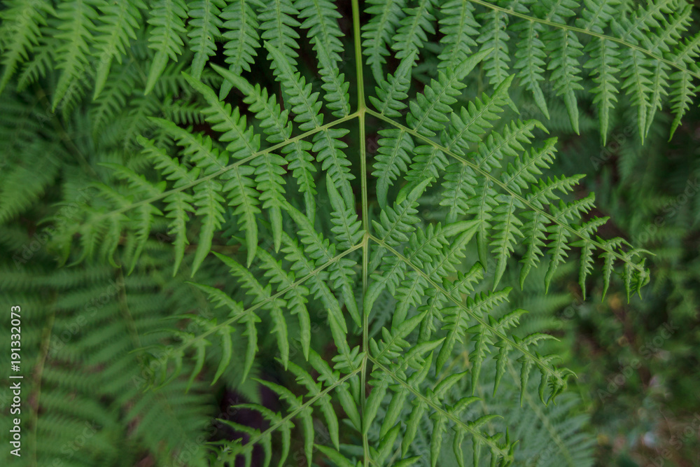 Fern closeup on tine leafs Fern closeup on tine leafs