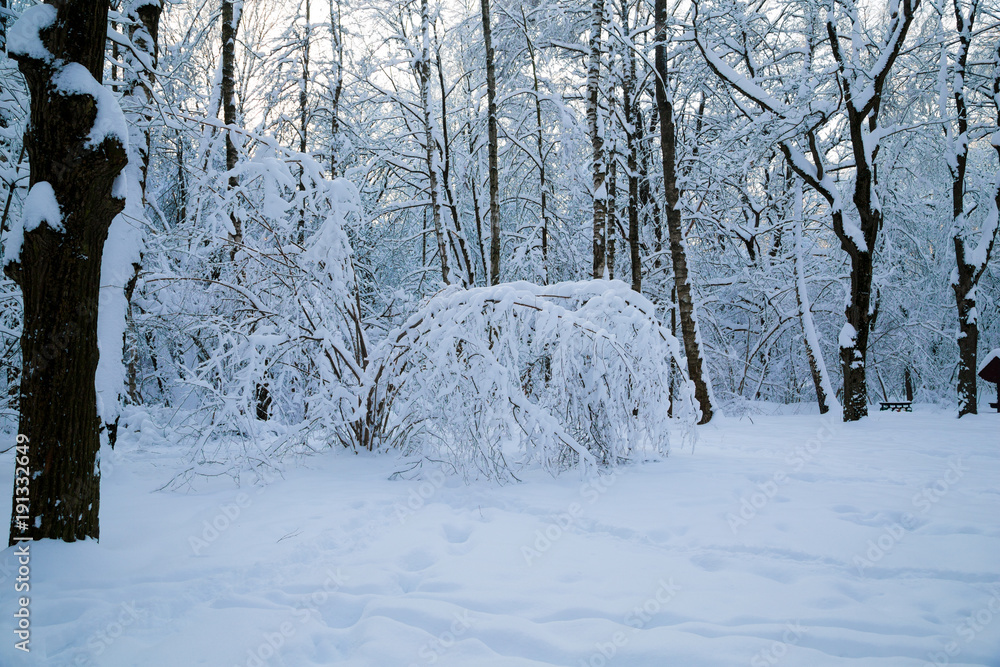 Fototapeta premium Beautiful winter forrest covered with fresh snow