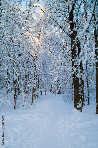 Beautiful winter forrest covered with fresh snow