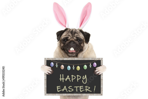 Easter bunny pug puppy dog with ears, eggs and blackboard with text happy easter, isolated on white background © monicaclick
