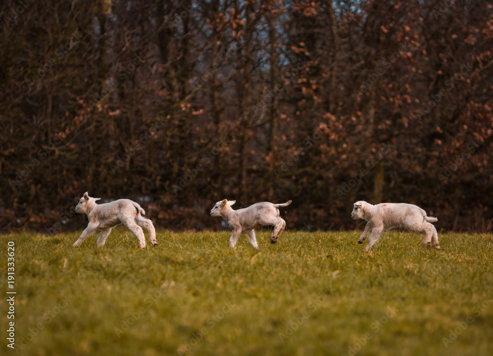 Fototapeta premium Lambs at play