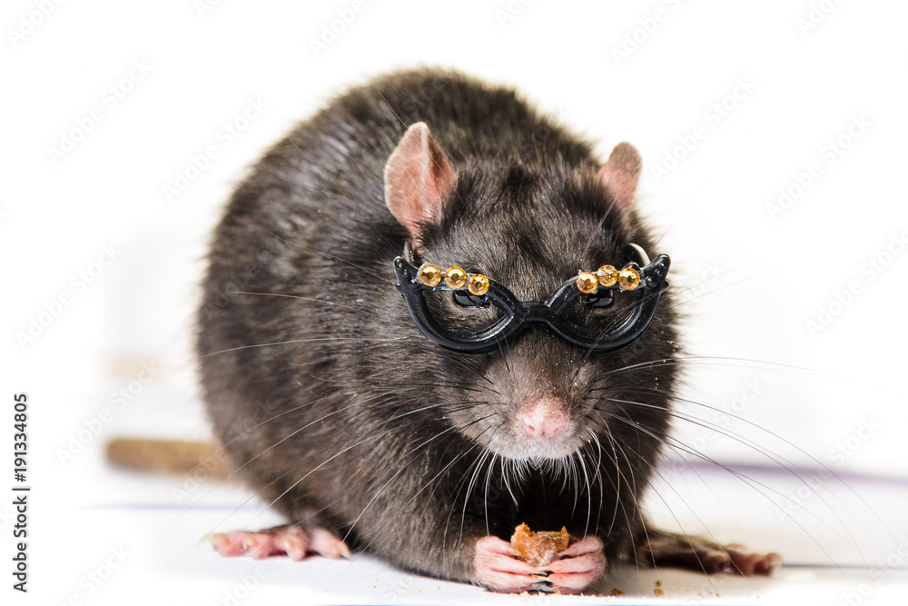 funny gray rat in small glasses Stock Photo | Adobe Stock