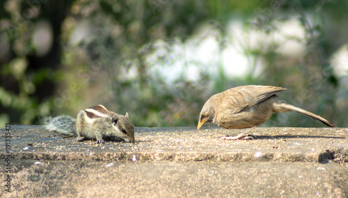 Sharing is caring - Squirrel and bird